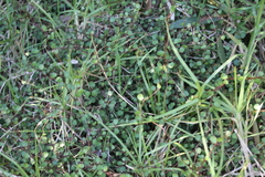 Muehlenbeckia complexa complexa