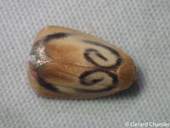 Trischalis subaurana