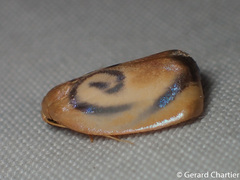 Trischalis subaurana