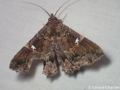 Vestura minereusalis
