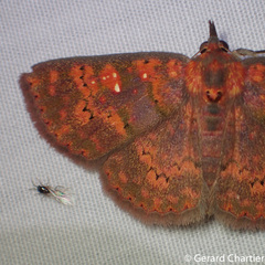 Sarobides inconclusa