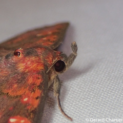 Sarobides inconclusa