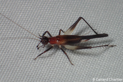 Trigonidiinae