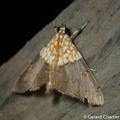 Agrotera basinotata