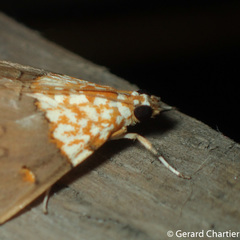 Agrotera basinotata