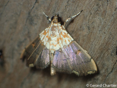 Agrotera basinotata