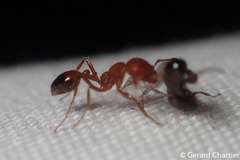 Trichomyrmex destructor