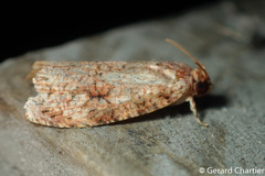 Phaecasiophora