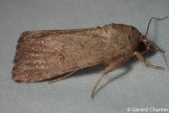 Spodoptera pecten