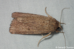 Spodoptera pecten
