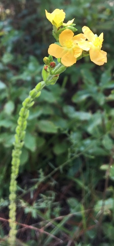 Hairy St. Johnswort (Hypericum setosum)