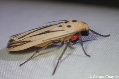 Tigrioides leucanioides