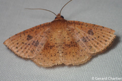 Striglina duplicifimbria