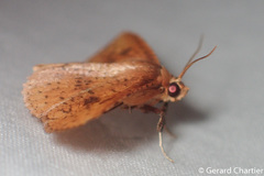 Striglina duplicifimbria