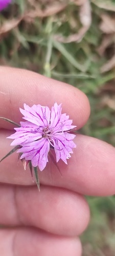 Dianthus vulturius