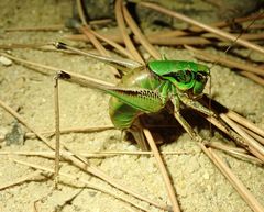 Eupholidoptera chabrieri