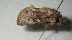 Lasionycta proxima