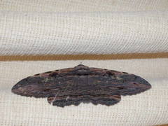 Anisoneura aluco