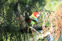 Platycercus eximius