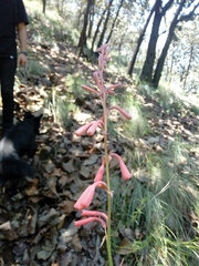 Polianthes zapopanensis