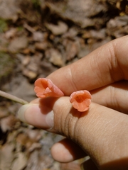 Polianthes zapopanensis