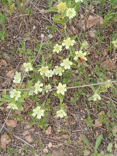 Image of Carmel Daisy (Lomelosia prolifera) by (c) Miriam Sokhet, some rights reserved (CC BY)