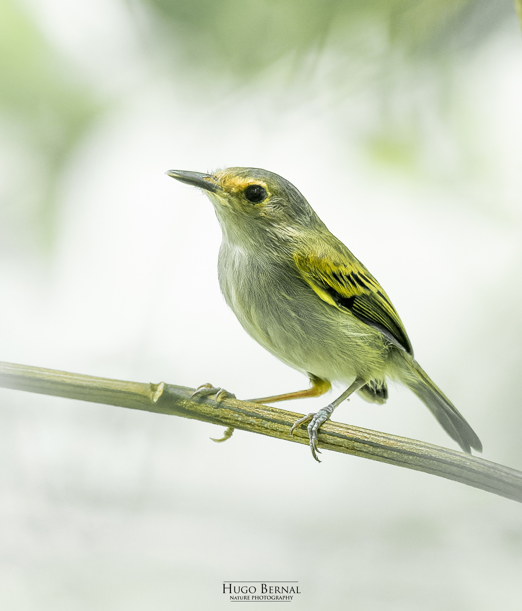 Rusty-fronted Tody-Flycatcher (Poecilotriccus latirostris), photo 2