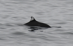 Phocoenoides dalli