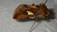 Autographa bractea