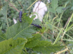 Epicauta curvicornis