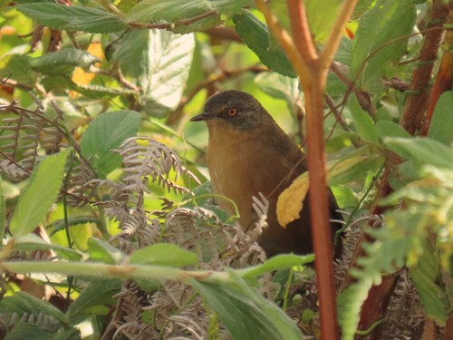 Victorin's Warbler (Cryptillas victorini), photo 10