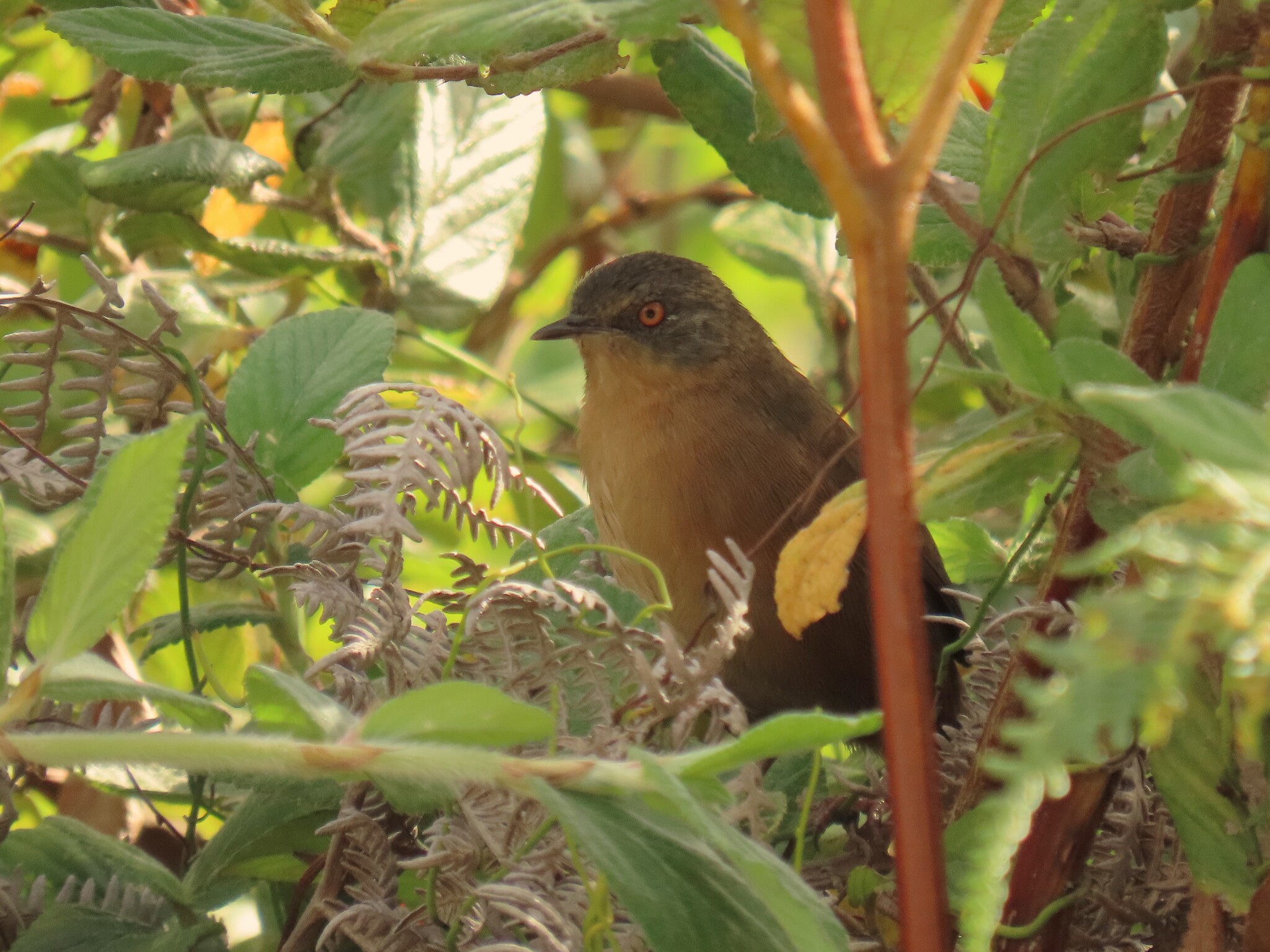 Victorin's Warbler (Cryptillas victorini), photo 10