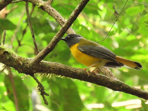 White-starred Robin (Pogonocichla stellata)