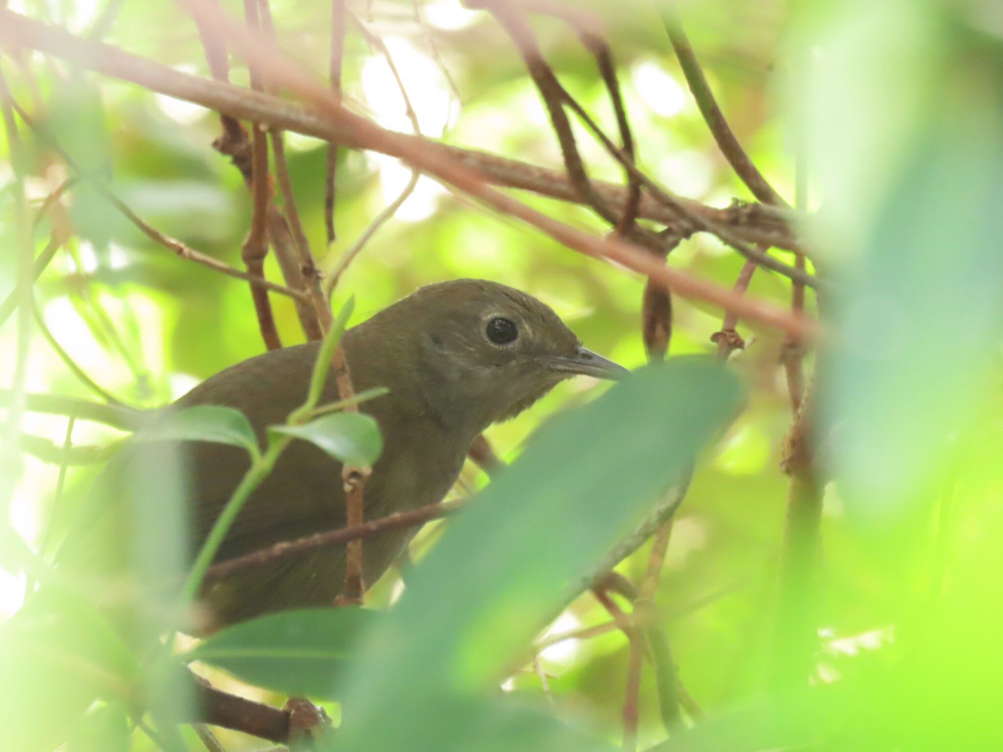 Knysna Warbler (Bradypterus sylvaticus), photo 10