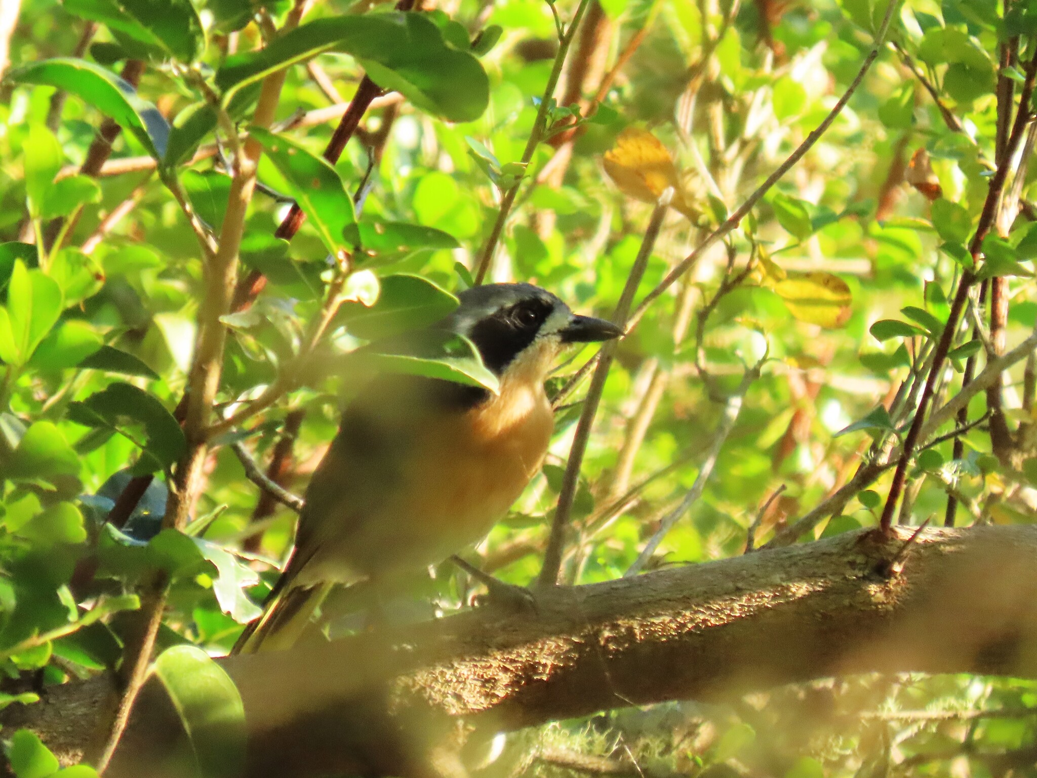 Olive Bushshrike (Chlorophoneus olivaceus), photo 8