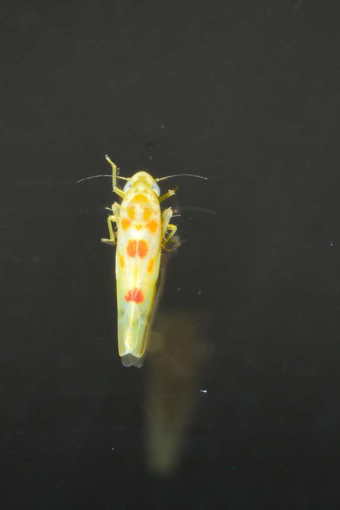 Zyginama maculipennis