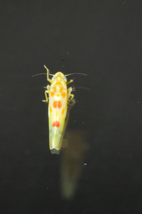 Zyginama maculipennis