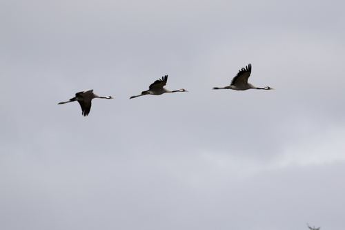 Grulla común (Grus grus)