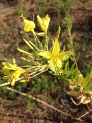 Oenothera rhombipetala