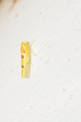 Zyginama maculipennis