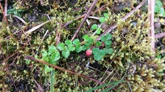 Fragaria hayatae