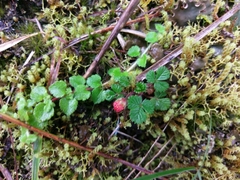 Fragaria hayatae
