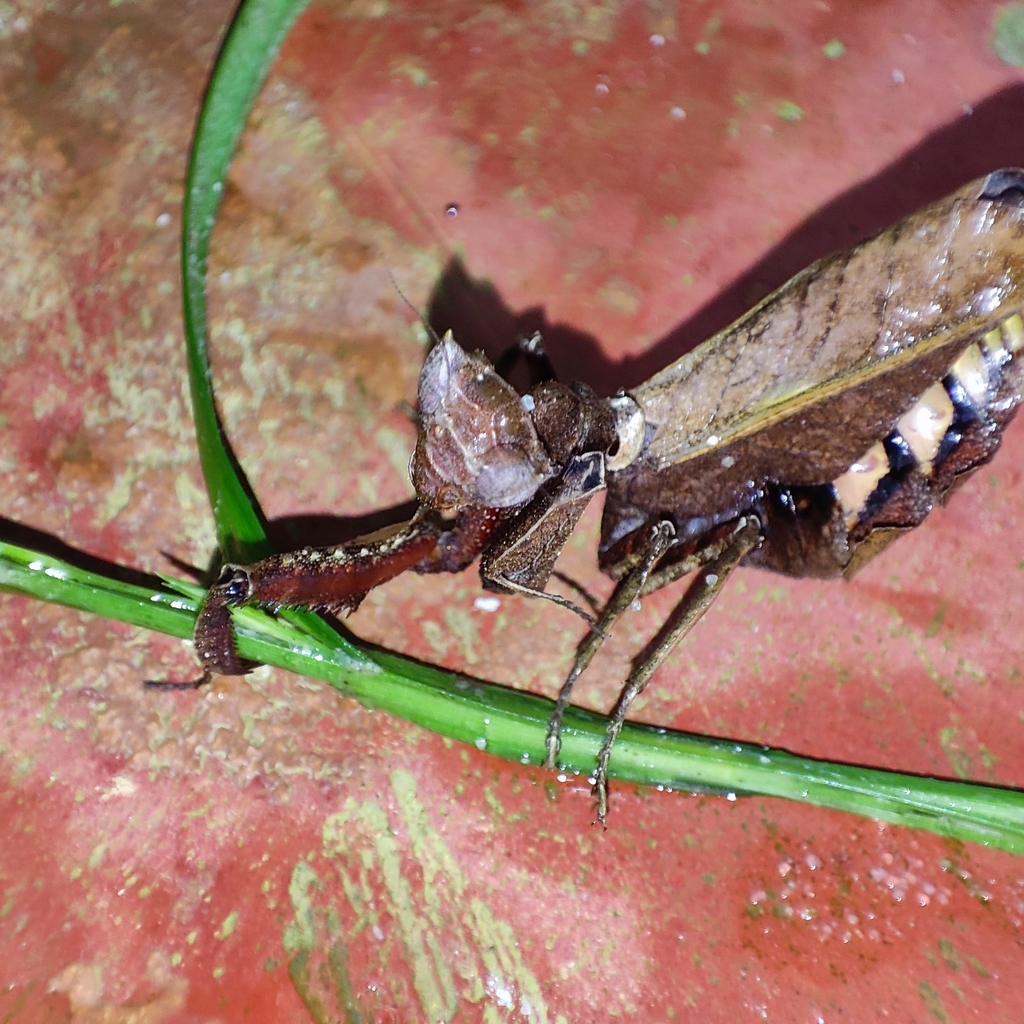 Acanthops royi