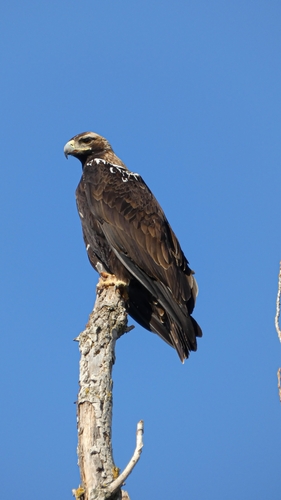 Aigle ibérique