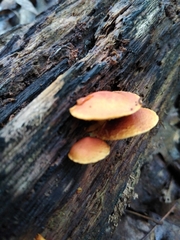 Pleuroflammula multifolia