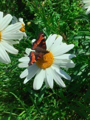 Aglais milberti viola