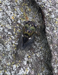 Neotibicen