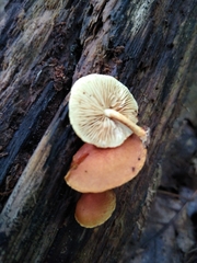 Pleuroflammula multifolia