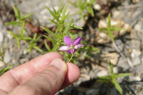 Image of Phemeranthus calycinus by (c) Eric Knight, some rights reserved (CC BY)