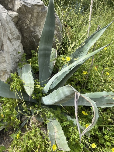 Avistamiento Pita (Agave americana)